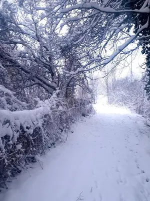 a snow covered path with a tree and branches at Radetov konak in Ðunis