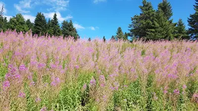 a field of purple flowers with trees in the background at Čar30 Kraljevi čardaci in Kopaonik