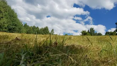 a field of tall grass with trees in the background at Čar30 Kraljevi čardaci in Kopaonik