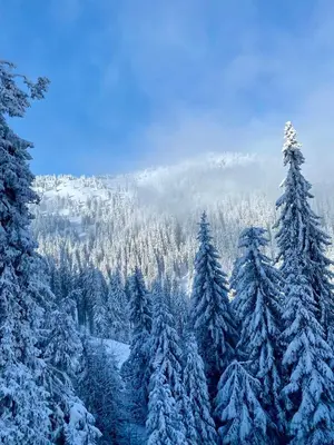 a group of pine trees covered in snow at Duplex Vidik B30 - 85m2 in Kopaonik