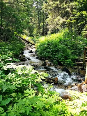 a stream of water in the middle of a forest at Vila Vedrana Apartman Nedeljkovic in Brzeće
