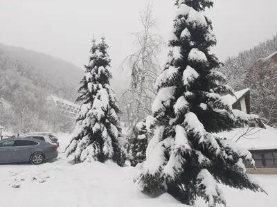 two christmas trees covered in snow next to a car at Bele staze 59 in Brus