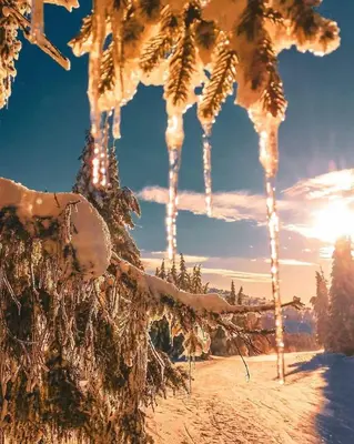 a bunch of icicles hanging from trees in the snow at SANS Lux Apartman N42 Milmari Kopaonik in Kopaonik