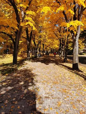 a brick path in a park with trees with yellow leaves at Apartment Ornament Lux in Vrnjačka Banja