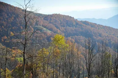 a bunch of trees in front of a mountain at Apartmani Krstojević Kopaonik in Kopaonik