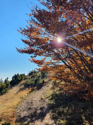 a tree on a hill with the sun shining through it at Apartman Lucky 2 Kopaonik in Kopaonik