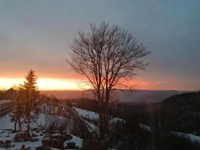 a tree sitting on top of a snow covered mountain at Ivkovic spa Milmari N16 in Kopaonik