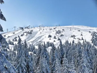 a snow covered slope with trees on a mountain at Apartman Lorena N70a in Kopaonik