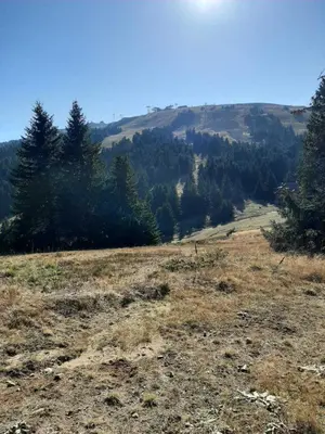 an open field with trees in the background at SkyKop Apartman L21 in Kopaonik