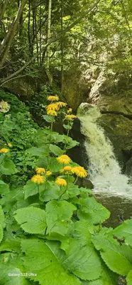 a bunch of yellow flowers in front of a waterfall at Apt in the Sky - Kopaonik Kraljevi Čardaci in Kopaonik