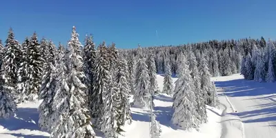 a group of snow covered trees in a forest at Bele staze 85, GONDOLA, Brzeće in Brzeće