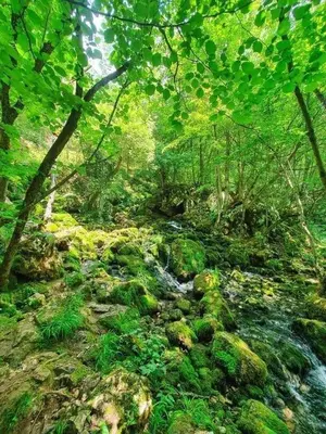 a stream in a forest with rocks and trees at Apartmani Grza in Paraćin