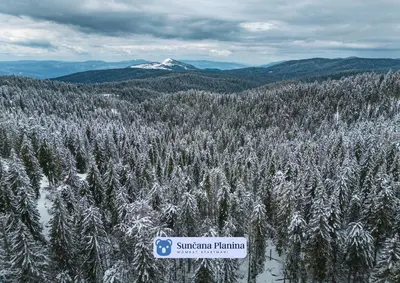 a sign in the middle of a snow covered forest at Sunčana Planina - Apartmani Wombat in Kopaonik
