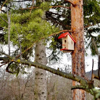 a red bird house sitting on the side of a tree at Mitrović in Boljevac