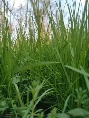 a close up of green grass in a field at Jumiko Apartments in Vrnjačka Banja