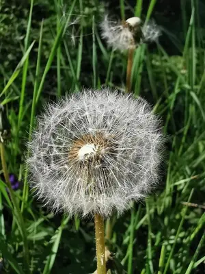 a dandelion in the grass with its seedsyssktopktopktopktopktop at Jumiko Apartments in Vrnjačka Banja