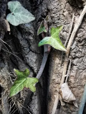 a plant with green leaves growing on a tree at Jumiko Apartments in Vrnjačka Banja