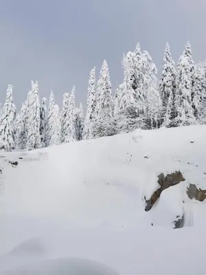 a snow covered forest of trees with snow covered trees at Kai Apartman in Kopaonik