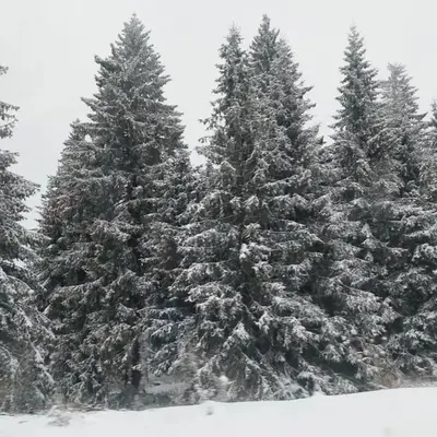 Apartmani Sorak Kopaonik