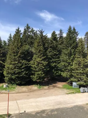 a group of pine trees in a parking lot at Apartmani A in Kopaonik