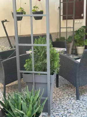 a ladder with potted plants on a patio at Lilyy in Leskovac