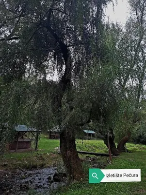 a tree in a park next to a river at My Place Apartmani in Krivi Vir