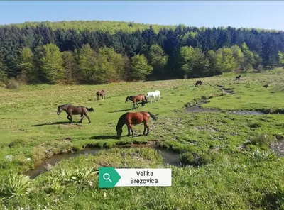 a group of horses grazing in a field at My Place Apartmani in Krivi Vir
