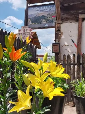 a group of yellow flowers in front of a fence at STD Kuća Talija in Kalna