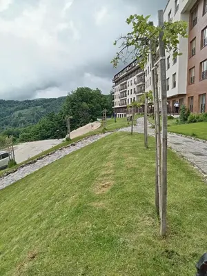 a row of trees in a field next to a building at HUSKY Milmari in Kopaonik