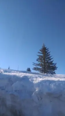 a tree in a snowy field with a tree in the background at Apartman Milly in Kopaonik