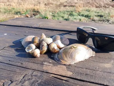 a bunch of shells on a wooden table with a pair of sunglasses at Studio La Casa in Soko Banja