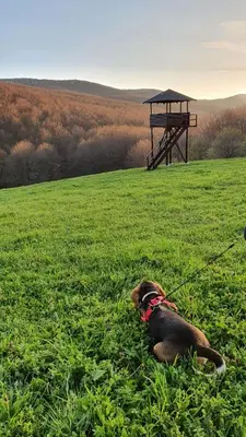 a dog on a leash in a field with a picnic table at Vikendica Kločanica in Strmosten