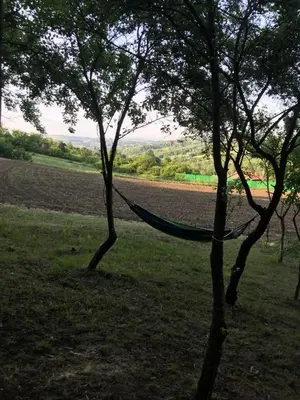 a hammock between two trees in a field at Velin raj in Soko Banja