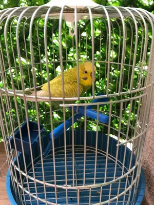 a yellow bird sitting in a bird cage at Velin raj in Soko Banja