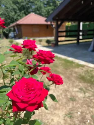 a group of red roses in front of a building at Etno selo Rasinski Lug in Ravni