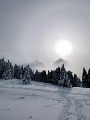 a snow covered field with trees in the background at MILMARI STAR S71 LUX in Kopaonik