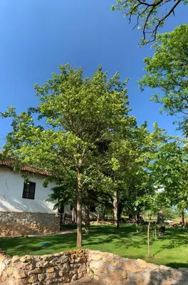 a tree in a yard next to a building at Konaciste Mali Izvor in Boljevac