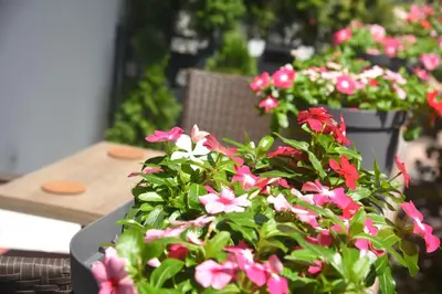 Gallery image of Dekart Apartment in Niš