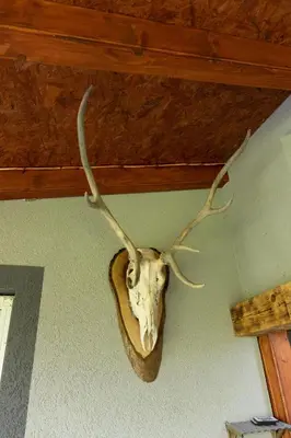 a skull of a moose hanging on a wall at Vila Dimitrijevic Lisine in Despotovac
