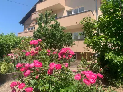 a bunch of pink roses in front of a building at Apartmani Bambi Sokobanja in Soko Banja