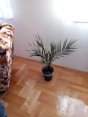 a potted plant sitting on a wooden floor next to a couch at Apartman MACA in Pirot