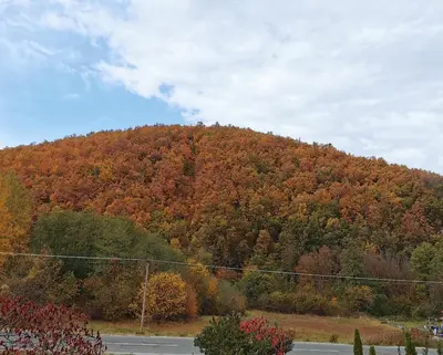 a hill with a bunch of trees on it at Studio sa francuskim i pomoćnim ležajem - Romansa in Ribarska Banja