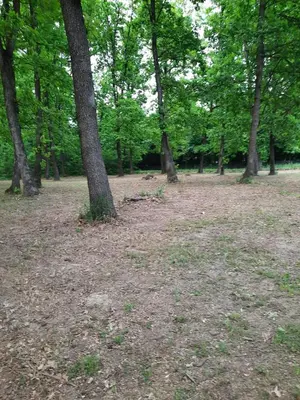 a group of trees in a field with grass at Ferienwohnung Süß in Kovanluk
