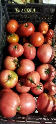 a bunch of tomatoes sitting in a basket at Irina in Soko Banja