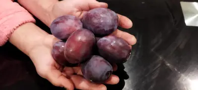 a person holding a bunch of purple grapes at Irina in Soko Banja