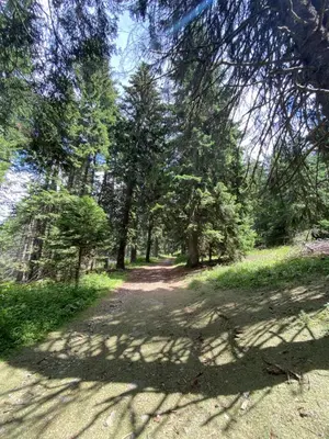 a dirt road in a forest with trees at Kopaonik Župa 505 in Kopaonik