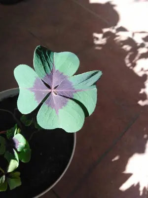 a green and purple flower in a pot at Apartment Fenix in Niš