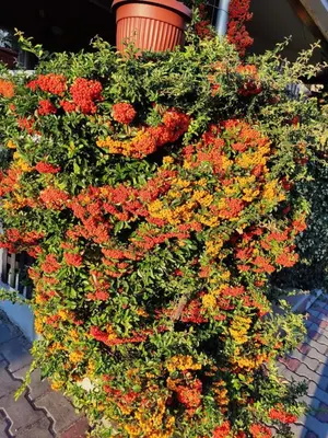 a plant with red and yellow flowers and a pot at Apartment Fenix in Niš