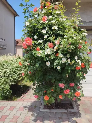 a large bush of red and white flowers in a yard at Apartment Fenix in Niš