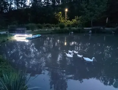 a group of ducks swimming in a pond at night at Sljivik in Niš